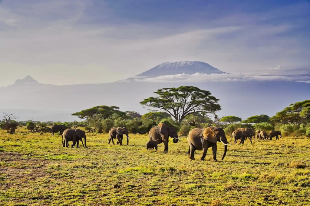 Kilimanjaro